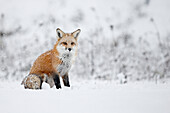 Fox sitting in the snow, Montreal, Quebec, Canada