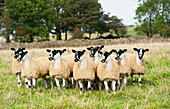 North of England mule lambs ready for sale, Cumbria, England