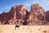 Baby camel and mother, Wadi Rum, Jordan