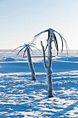 Snow drifts surround Balen palm trees in Point Barrow, Arctic Alaska, in winter, Barrow, Alaska, United States of America