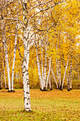 Autumn coloured birch trees, Thunder Bay, Ontario, Canada