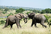 Elephants sparring in Tarangire National Park, Tanzania