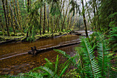 Haans Creek flows through the green rainforest near Sandspit which is on Haida Gwaii, British Columbia, Canada