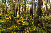 Rainforest of Naikoon Provincial Park which is on Haida Gwaii, British Columbia, Canada