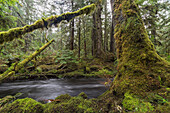 White Creek flows through the rainforests of Naikoon Provincial Park, Haida Gwaii, British Columbia, Canada