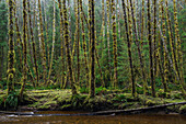 Haans Creek flows through the green rainforest near Sandspit, Haida Gwaii, British Columbia, Canada