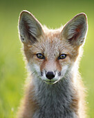 Portrait of a fox kit vulpes vulpes, Montreal, Quebec, Canada