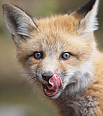 Red fox kit vulpes vulpes licking it's lips, Montreal botanical garden, Montreal, Quebec, Canada