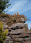 Two red foxes vulpes vulpes sit on a rock ledge, Montreal botanical garden, Montreal, Quebec, Canada