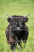 Highland calf behind barbed wire fencing, Kananaskis Country, Alberta, Canada