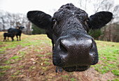 Black Angus cow with nose up in front of camera lens, Kentucky, United States of America