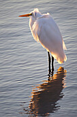 Egret standing in shallow water in the early morning light with the breeze blowing its head feathers and it's reflection in the water, United States of America