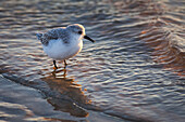 Small seabird wading in the surf with the morning sun shining on its face, United States of America