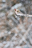 Common redpoll Acanthis flammea perched on a branch in a snowfall, Quebec, Canada