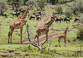Masai Giraffes Giraffa camelopardalis tippelskirchi, Mara North Conservancy, Kenya