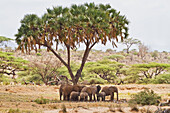 African elephants Loxodonta africana under a tree, Samburu National Park, Kenya