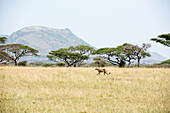 Cheetah Acinonyx jubatus walking through open savannah in Serengeti National Park, Tanzania