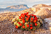 Close up view of Claret Cup Cactus Echinocereus flowers at sunset with Mt. Garfield in the background, Colorado, United States of America
