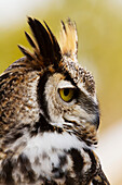 Great Horned Owl Bubo virginianus, Ecomuseum, Ste-Anne-de-Bellevue, Quebec, Canada