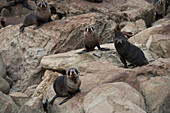 Four fur seals Arctocephalus forsteri looking at the camera with great interest, near Kaikoura, North Canterbury Province, New Zealand