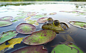 Bullfrog Lithobates catesbeianus, Lac-Bouchette, Quebec, Canada