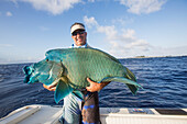 Fisherman holding a fresh caught Napoleon Wrasse Cheilinus undulatus, Tahiti