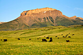 Livestock - Black Angus beef cattle graze on a healthy green pasture with Ear Mountain in the background  Rocky Mountain Front, Montana, USA.