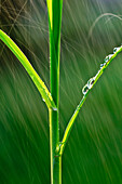 Agriculture - Structure of an early growth grain corn stalk in a Spring rainstorm  Iowa, USA.