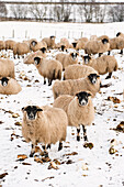 Livestock - Fattening lambs on root crops in winter. Hill lambs are finished on root crops outside over winter to attain weight  England, United Kingdom.