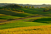Agriculture - Rolling alfalfa fields and corn silage fields in late afternoon light with a farmstead in the distance  Southwest Wisconsin, USA.
