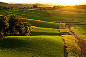 Agriculture - Rolling alfalfa fields and corn silage fields in late afternoon light with a farmstead in the distance  Southwest Wisconsin, USA.