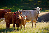 Livestock - Mixed breeds of beef cattle on a green pasture  near Paskenta, California, USA.