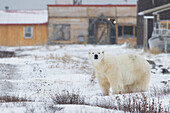 Polar bear standing in front of some buildings in a snow storm near Churchill, Manitoba, Canada