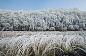 Frost-covered trees in farmland shelterbelt near Oakbank, Manitoba, Canada