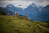 Brown Swiss cow on Schynige Platte with Jungfrau and Monch Alps in background, Wilderswil, Switzerland