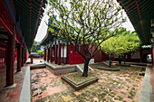 'Trees in the courtyard of the Zheng Chenggong Koxinga Shrine; Tainan, Taiwan'