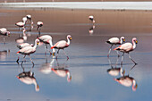 James's Flamingos Phoenicoparrus Jamesi Feeding On Laguna Ca