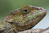 Chameleon Furcifer Pardalis, Ranomafana National Park, Fianarantsoa Province, Madagascar