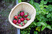 Close up of basket of strawberries in garden