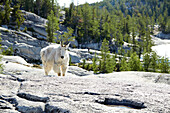 Mountain goat standing on rocky hillside