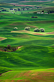 Rolling green hills in rural landscape