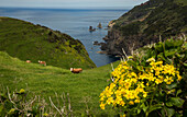 Cows grazing on coastal hillside