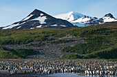 Kolonie an Tausenden von Koenigspinguinen Aptenodytes patagonicus, Salisbury Plain, Suedgeorgien, Antarktis