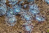 Federwuermer im Sand, Sabellastarte sp., Komodo Nationalpark, Indonesien