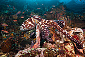 Tag-Oktopus, Octopus cyanea, Komodo Nationalpark, Indonesien