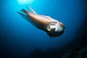 Broadclub Cuttlefish, Sepia latimanus, Bali, Indonesia