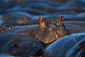 Hippopotamus Hippopotamus amphibius, Serengeti National Park, Tanzania, East Africa, Africa