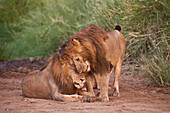 Two lions Panthera leo, Serengeti National Park, Tanzania, East Africa, Africa