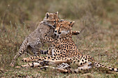 Cheetah Acinonyx jubatus mother and cub, Serengeti National Park, Tanzania, East Africa, Africa