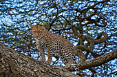 Leopard Panthera pardus in a tree, Ngorongoro Conservation Area, UNESCO World Heritage Site, Serengeti, Tanzania, East Africa, Africa
